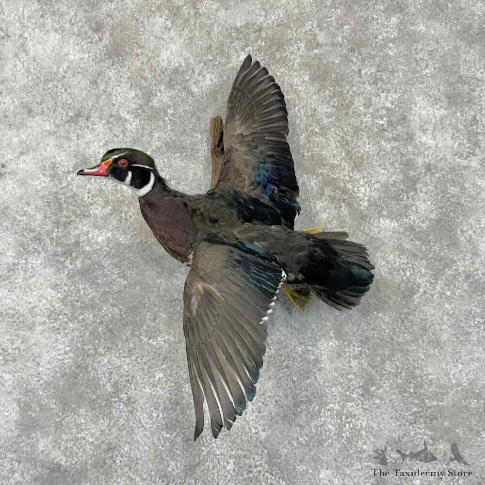 Wood Duck Drake Bird Mount For Sale #31736 @ The Taxidermy Store