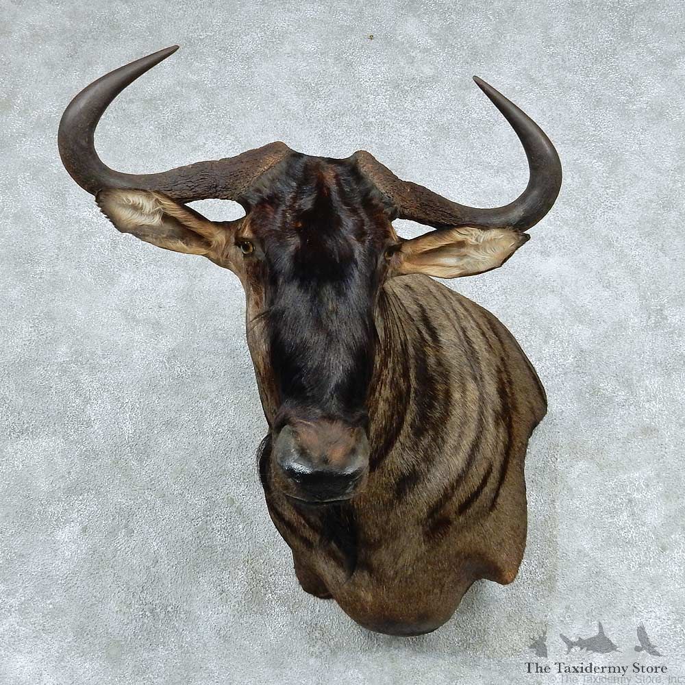 African Blue Wildebeest Wall Pedestal Mount #13790 For Sale @ The Taxidermy Store
