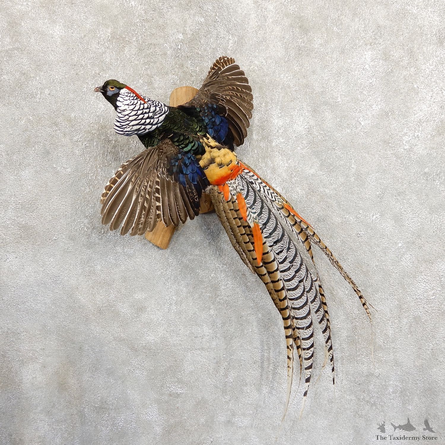Flying Lady Amherst Pheasant Taxidermy #19718 For Sale @ The Taxidermy Store