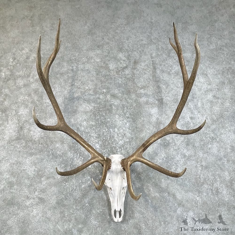 Rocky Mountain Elk Skull European Mount For Sale #25841 @ The Taxidermy Store