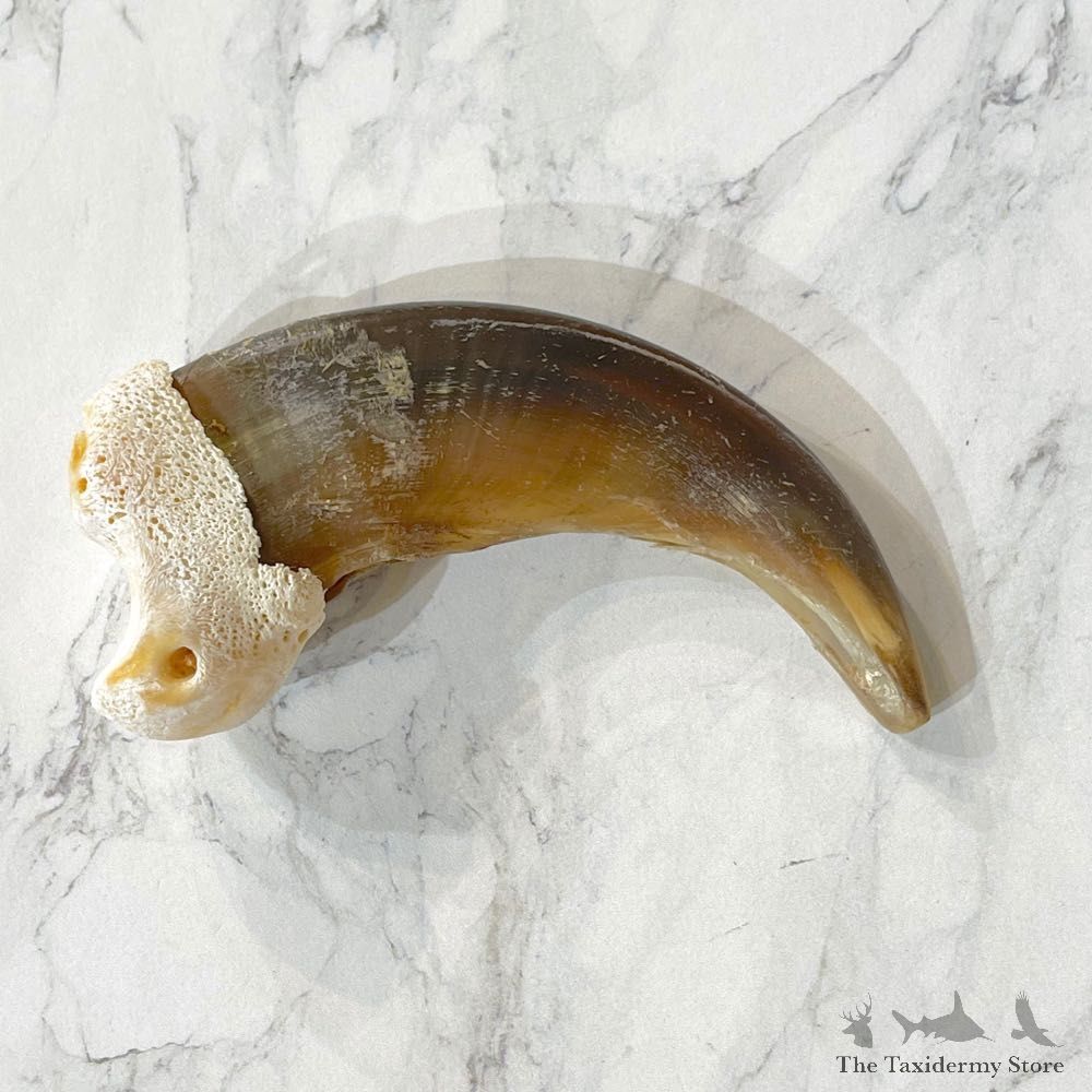 Grizzly Bear Claw For Sale #24899 - The Taxidermy Store