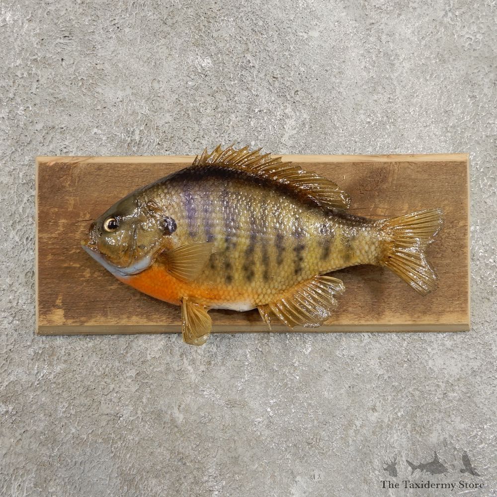 Bluegill Taxidermy Fish Mount #20950 For Sale @ The Taxidermy Store