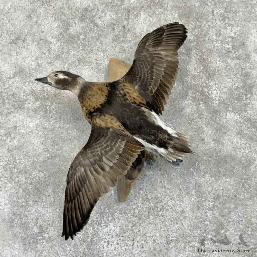 Long Tailed Duck Old Squaw Hen Bird Mount For Sale #31701 @ The Taxidermy Store