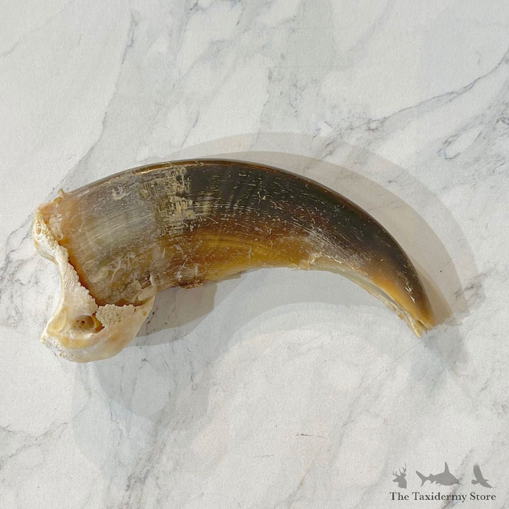 Grizzly Bear Claw For Sale #24905 - The Taxidermy Store