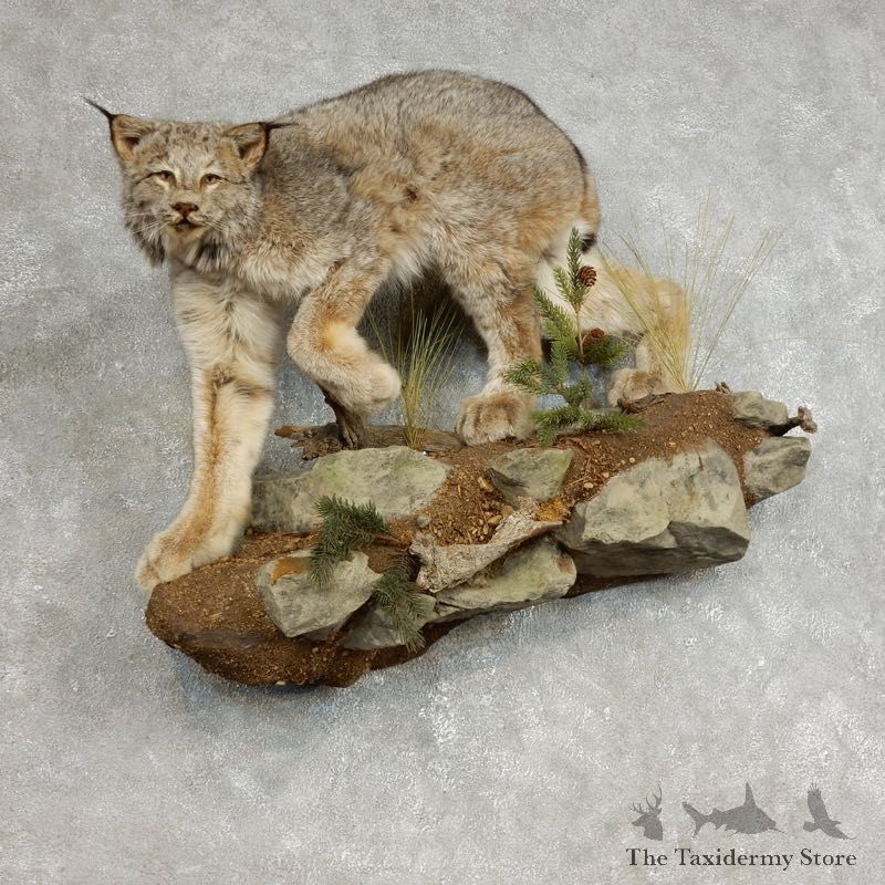 Alaskan Lynx Life-Size Taxidermy Mount For Sale #17848 @ The Taxidermy Store