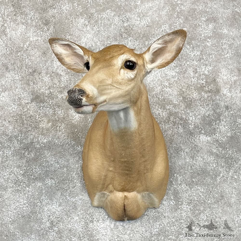 Whitetail Deer Doe Shoulder Mount For Sale #28085 @ The Taxidermy Store