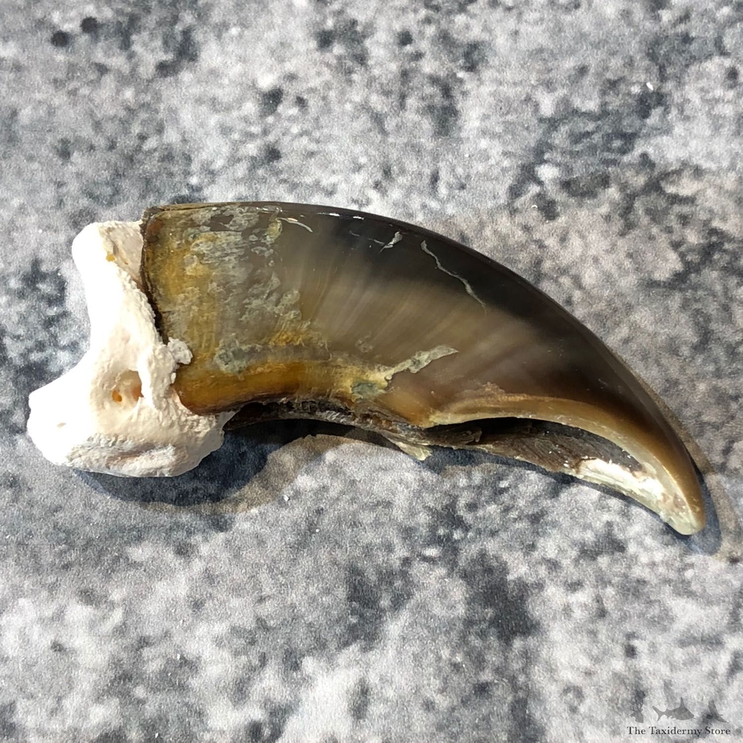 Polar Bear Claw Taxidermy For Sale #19607 - The Taxidermy Store