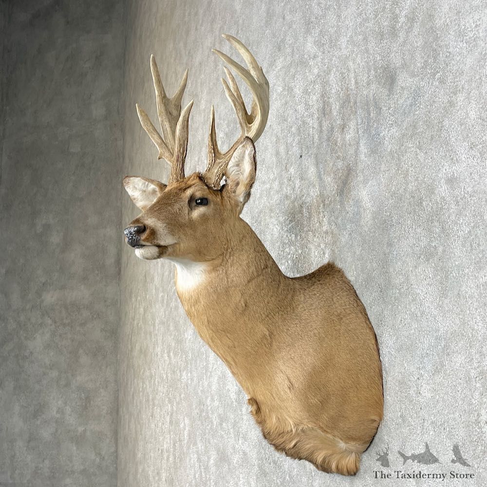 Whitetail Deer Taxidermy Shoulder Mount For Sale #25873 @ The Taxidermy Store