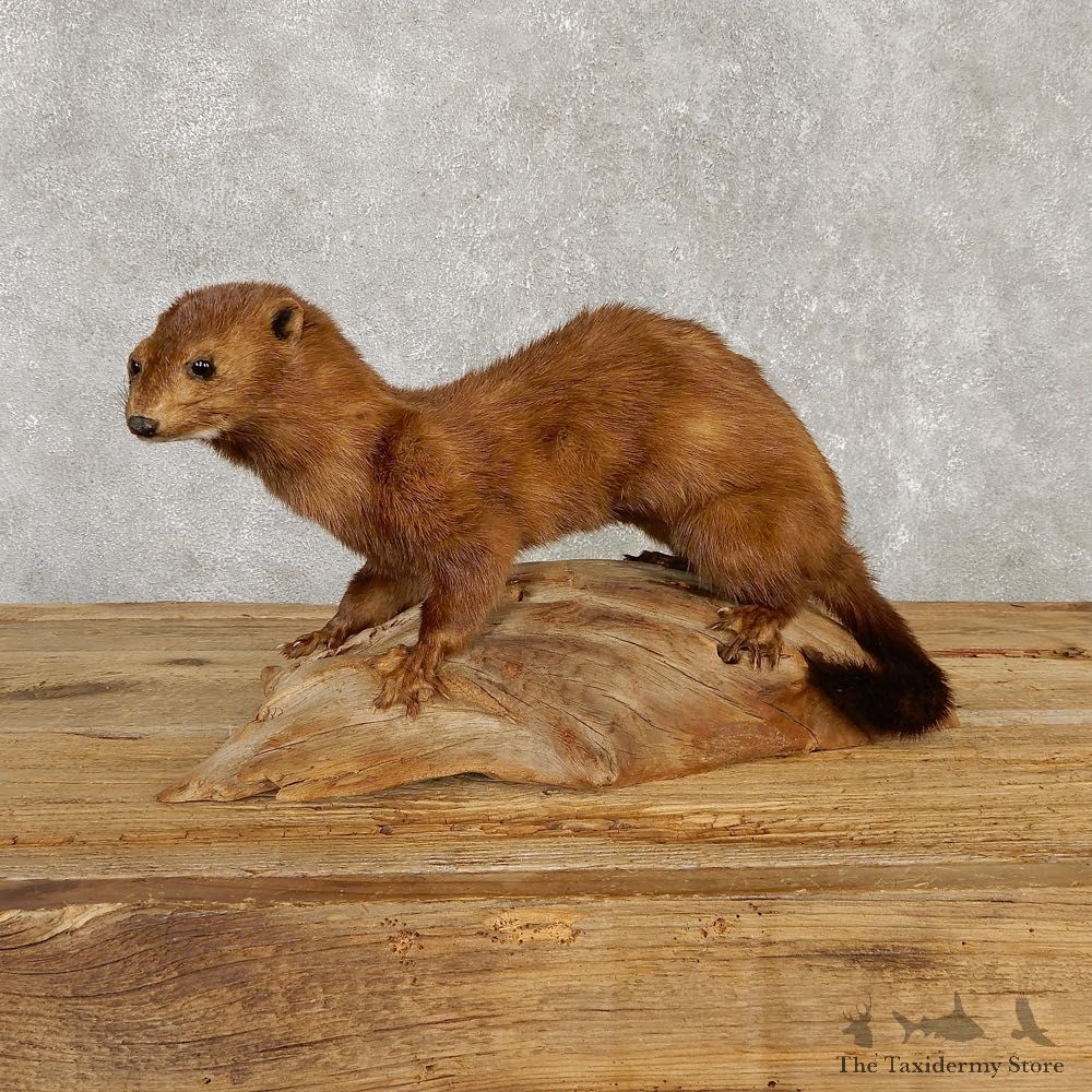 Mink Life-Size Mount For Sale #20120 @ The Taxidermy Store