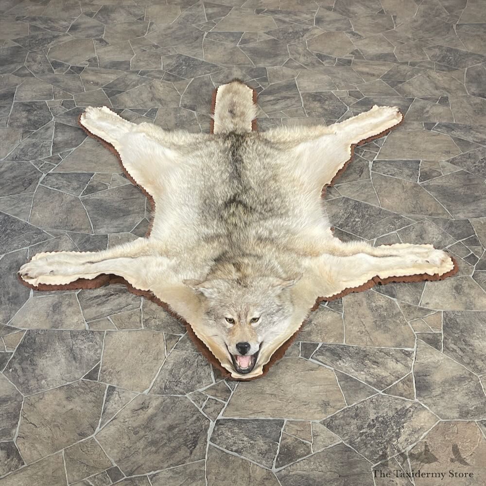 Coyote Full Rug Mount For Sale #27862 @ The Taxidermy Store