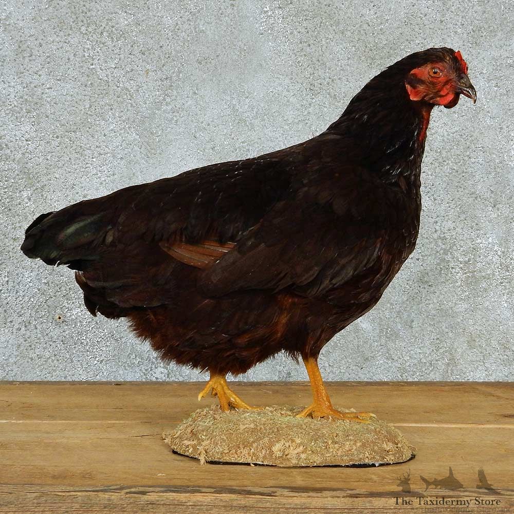 Black Star Chicken Life-Size Taxidermy Mount #13293 For Sale @ The Taxidermy Store
