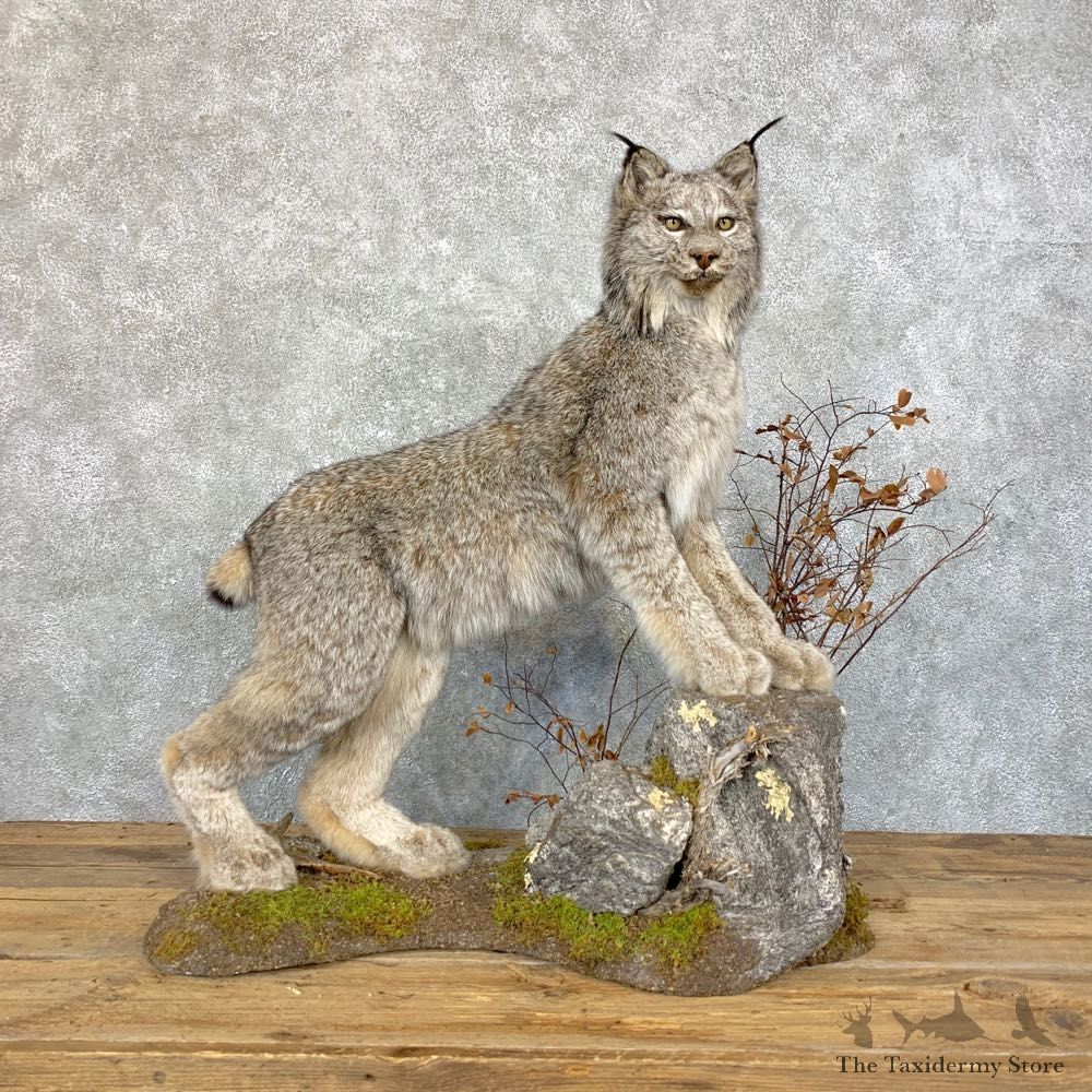Canadian Lynx Life-Size Taxidermy Mount For Sale #23926 @ The Taxidermy Store