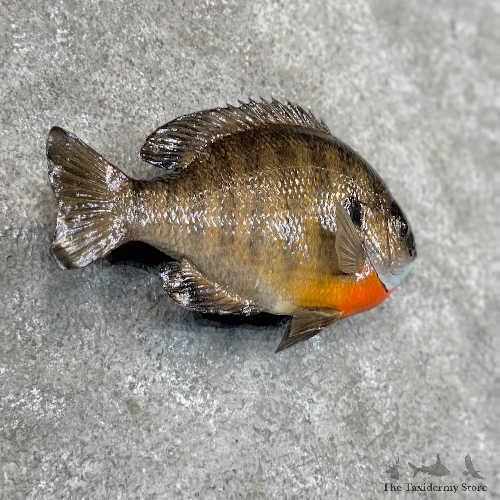 Bluegill Fish Mount For Sale #30071 @ The Taxidermy Store