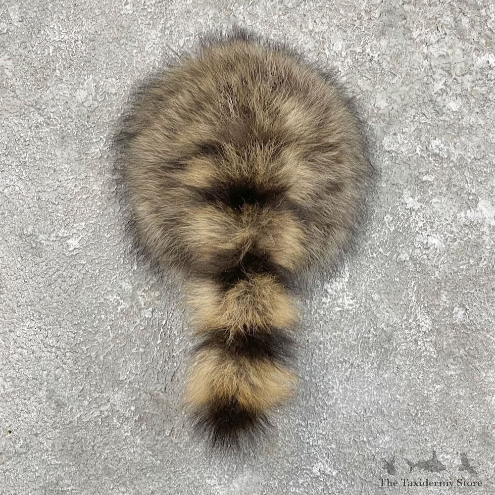 Raccoon Rump Novelty Mount For Sale #27496 @ The Taxidermy Store