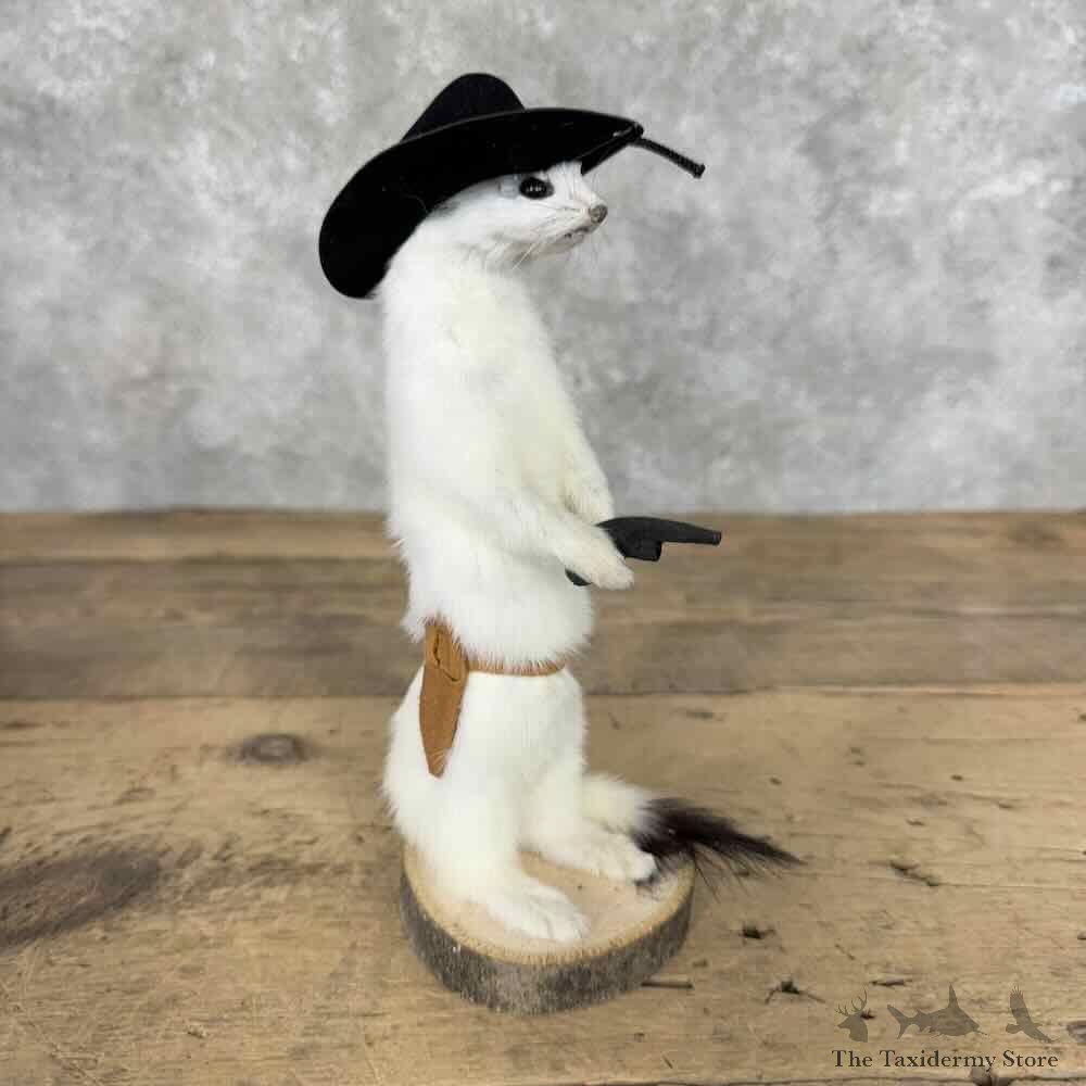 Cowboy Ermine Novelty Mount For Sale #30607 @ The Taxidermy Store