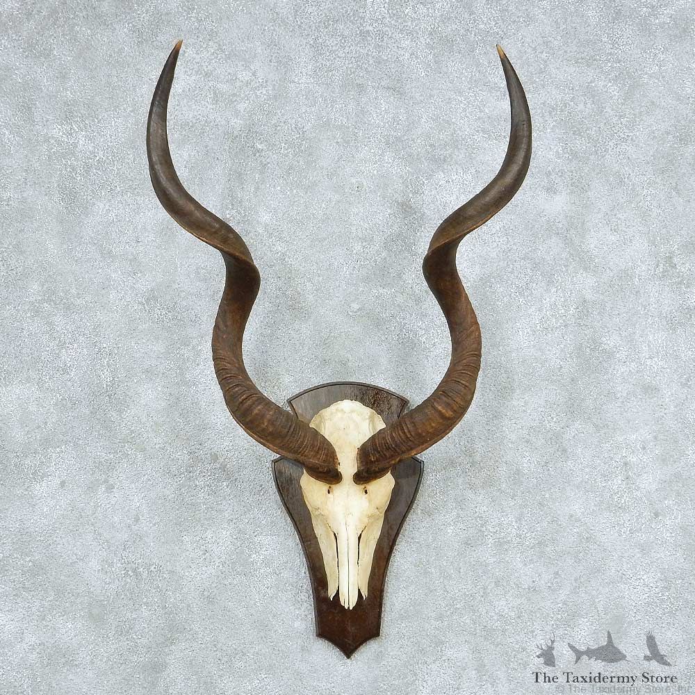 Kudu Skull & Horn European Mount #13748 For Sale @ The Taxidermy Store