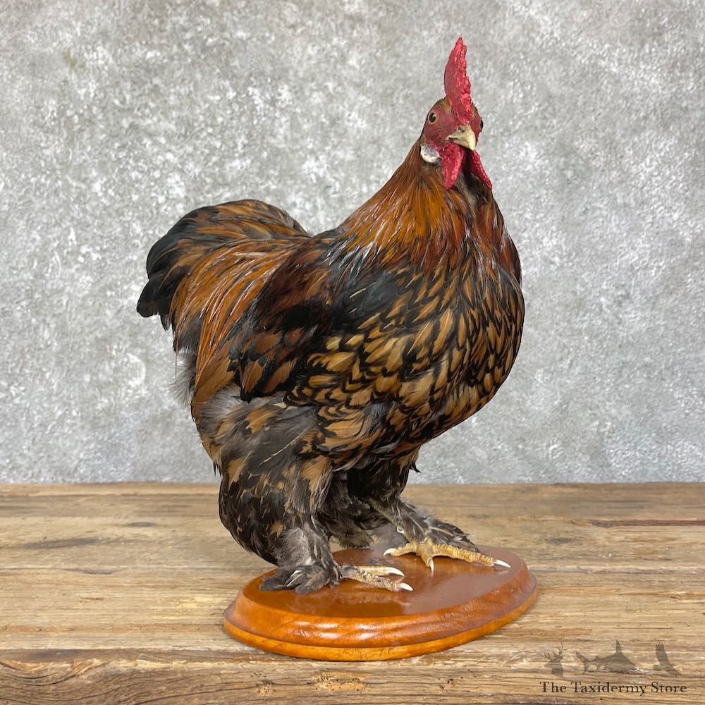 Domestic Chicken Rooster Bird Mount For Sale #26347 @ The Taxidermy Store