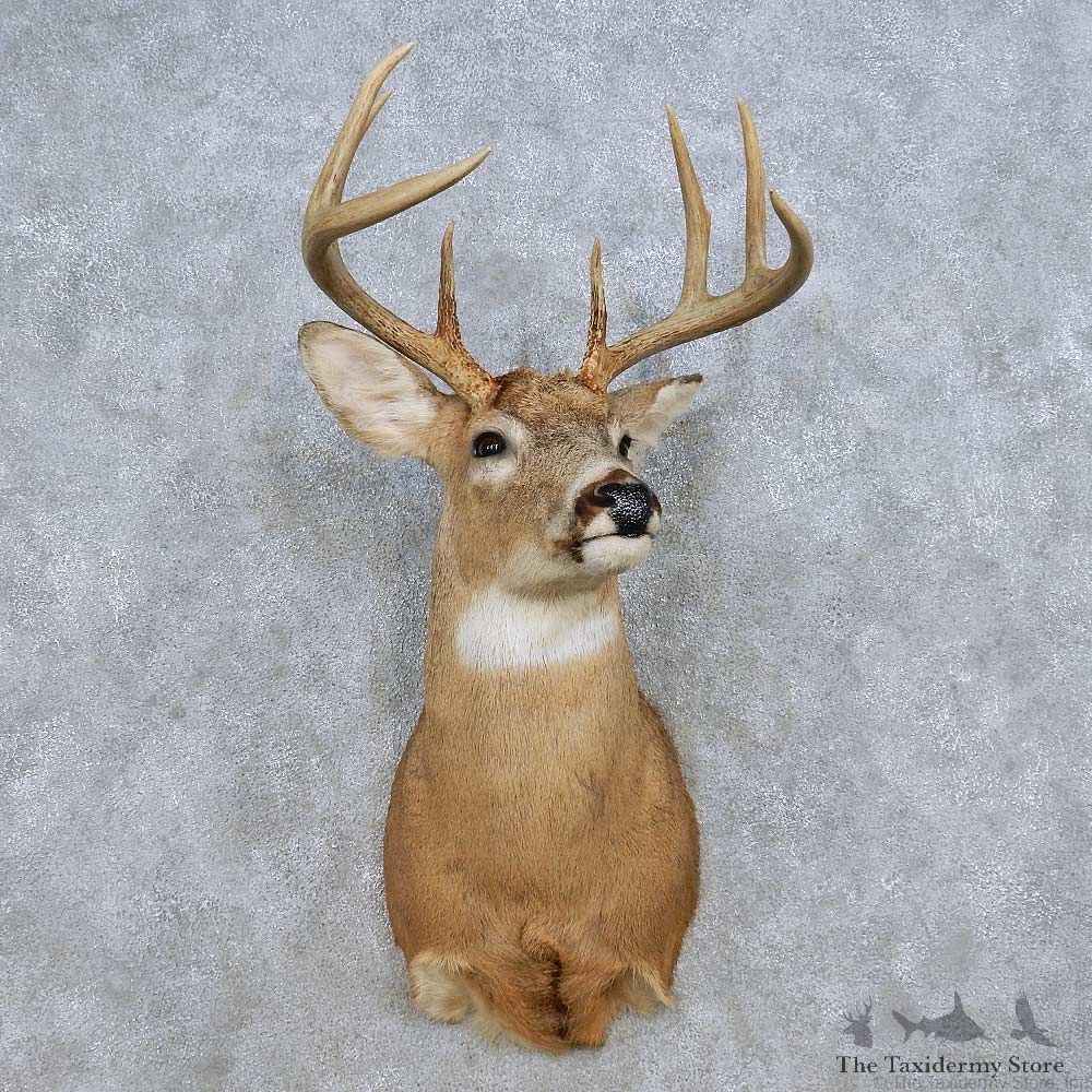 Whitetail Deer Shoulder Mount For Sale #14310 @ The Taxidermy Store