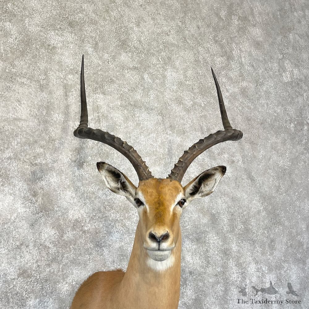 South African Impala Shoulder Mount For Sale #28280 @ The Taxidermy Store