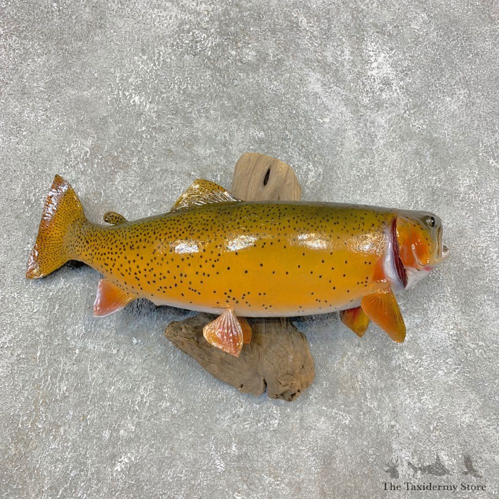 Cutthroat Trout Fish Mount For Sale #21458 @ The Taxidermy Store