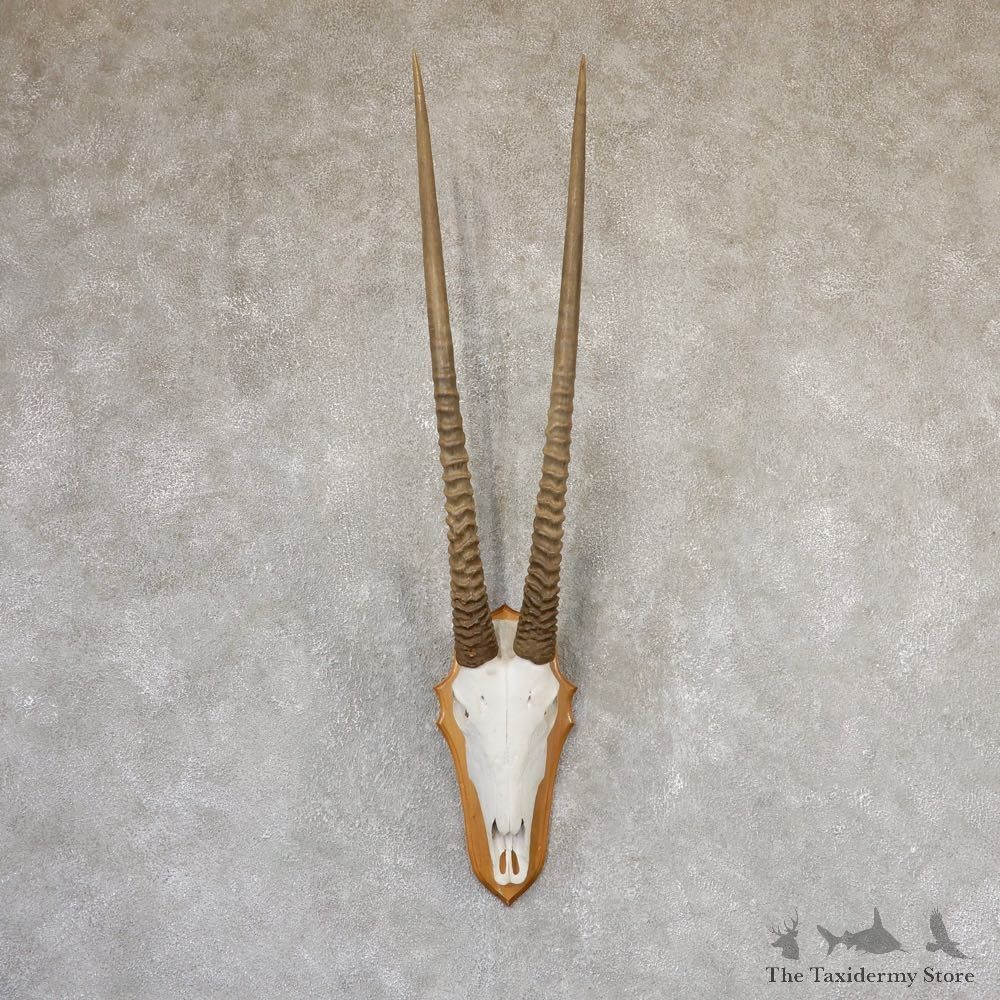 Gemsbok Skull Horns European Plaque Mount #19025 For Sale @ The Taxidermy Store