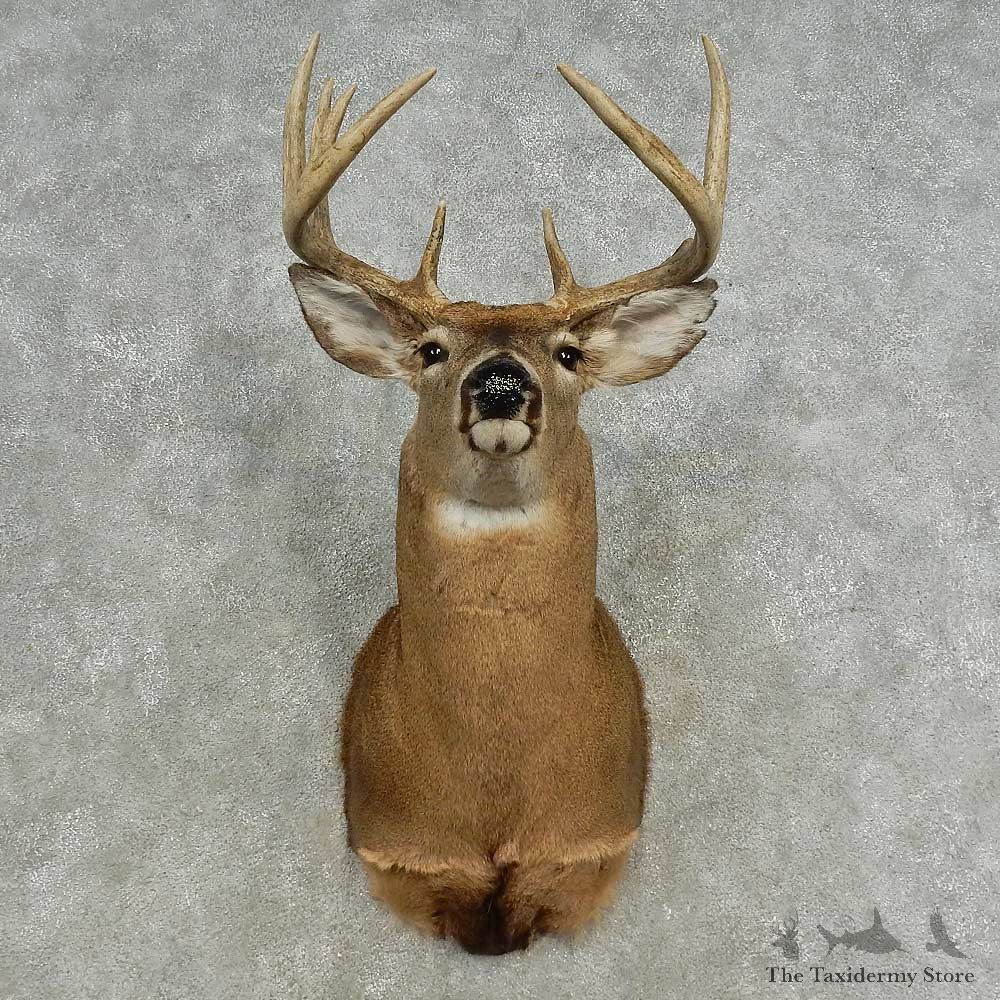 Whitetail Deer Shoulder Mount For Sale #16661 @ The Taxidermy Store