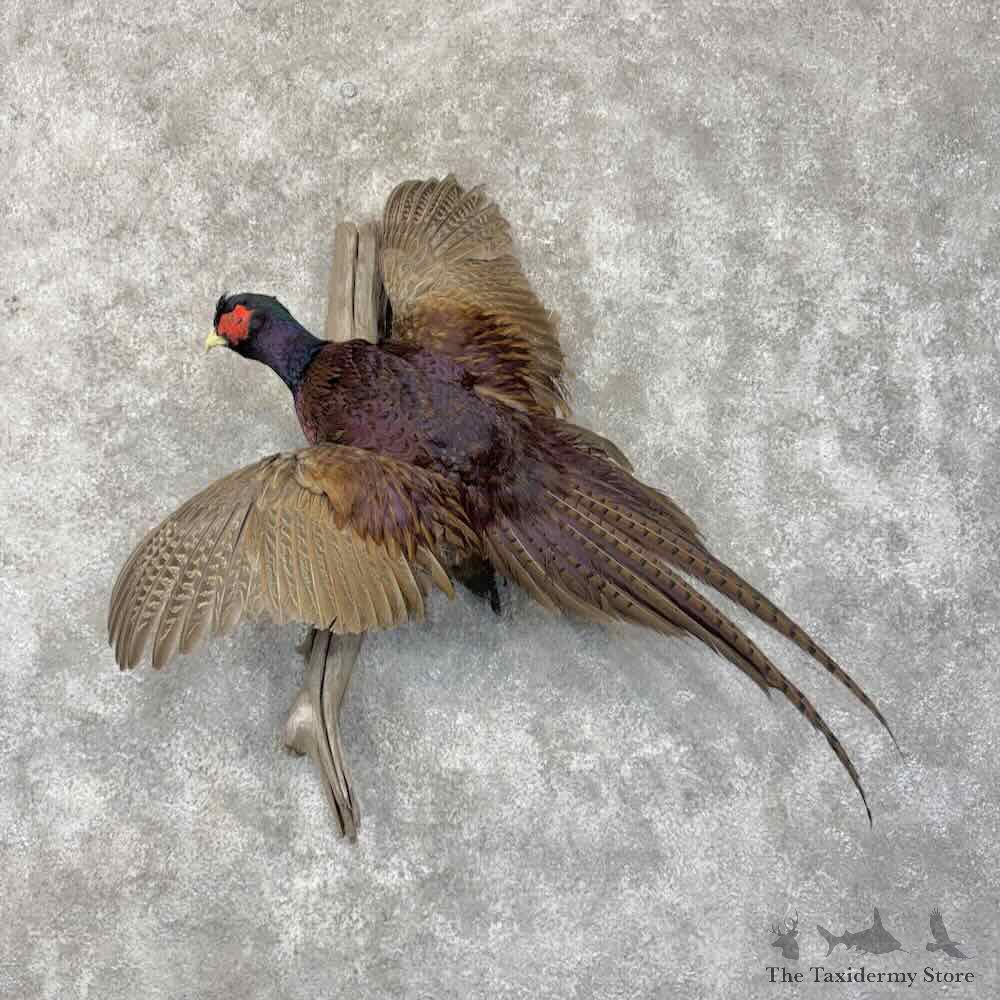 Talish Pheasant Bird Mount For Sale #31697 @ The Taxidermy Store