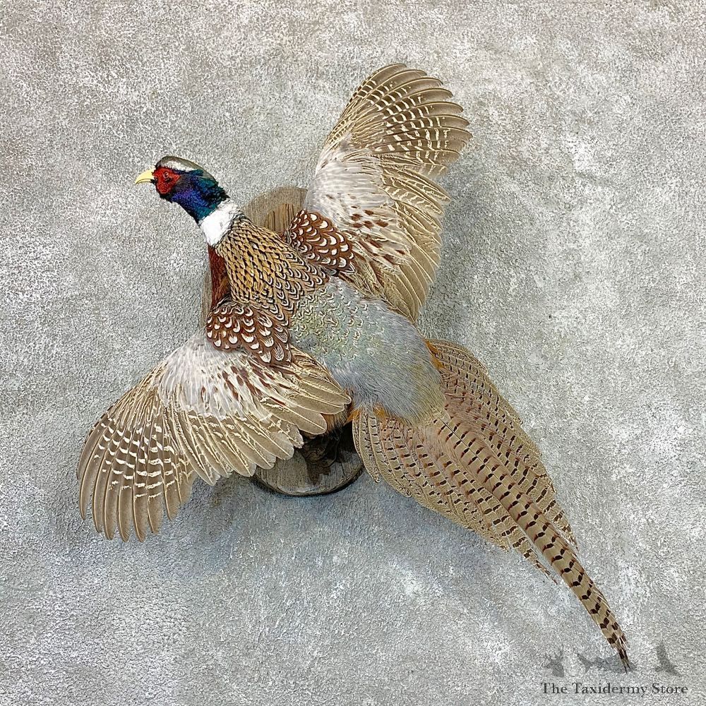 Ringneck Pheasant Bird Mount For Sale #22977 @ The Taxidermy Store