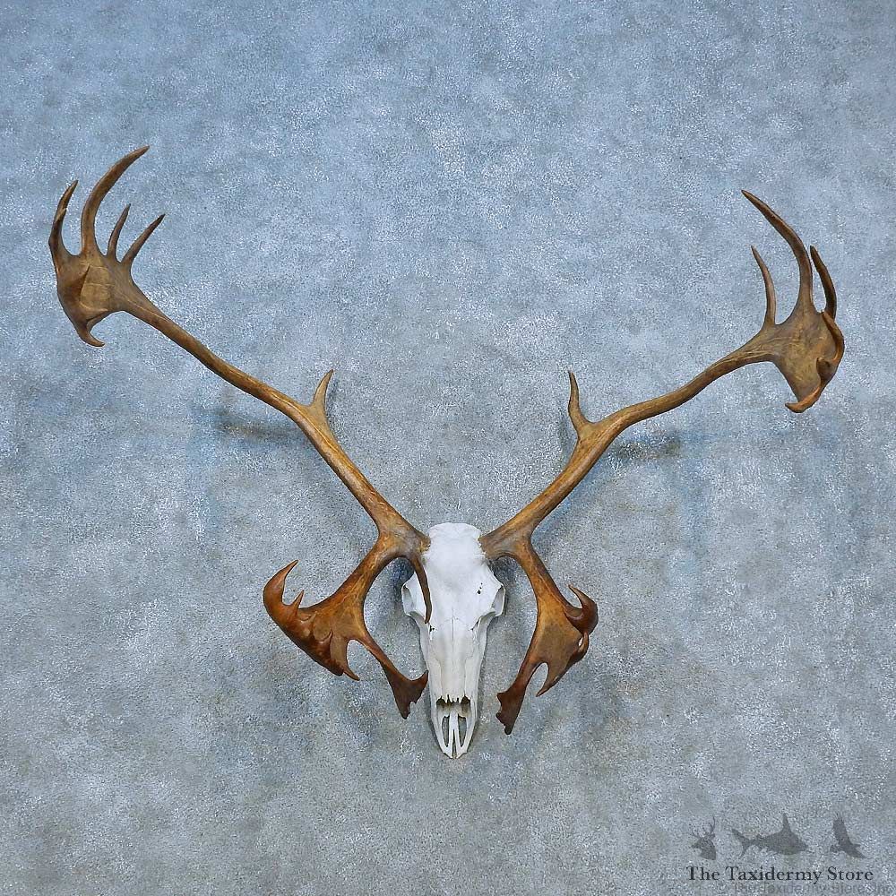 Caribou Skull Antler European Mount For Sale #15530 @ The Taxidermy Store