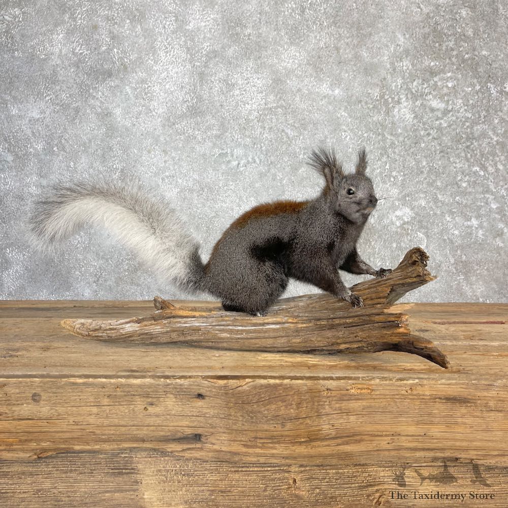 Kaibab Squirrel Mount For Sale #27104 @ The Taxidermy Store