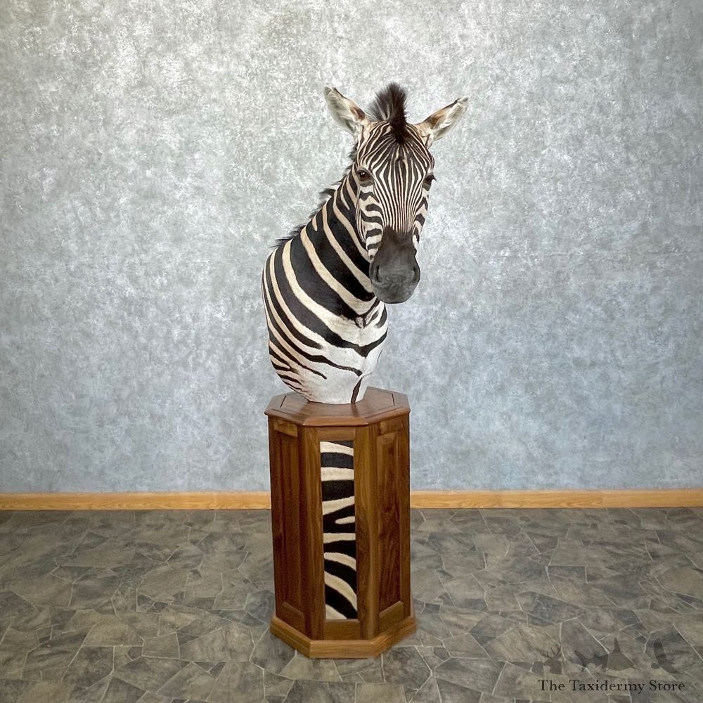 African Plains Zebra Pedestal Mount For Sale #24980 - The Taxidermy Store