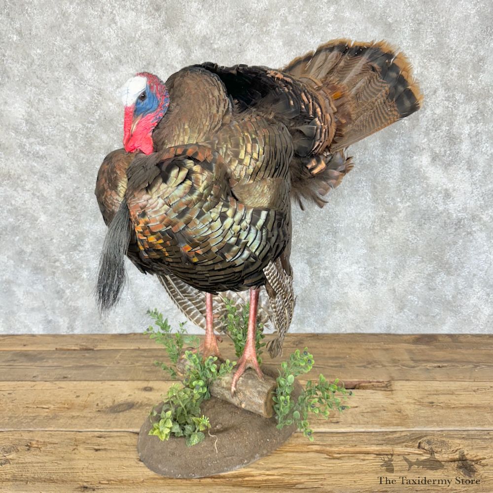 Eastern Turkey Bird Mount For Sale #29272 @ The Taxidermy Store