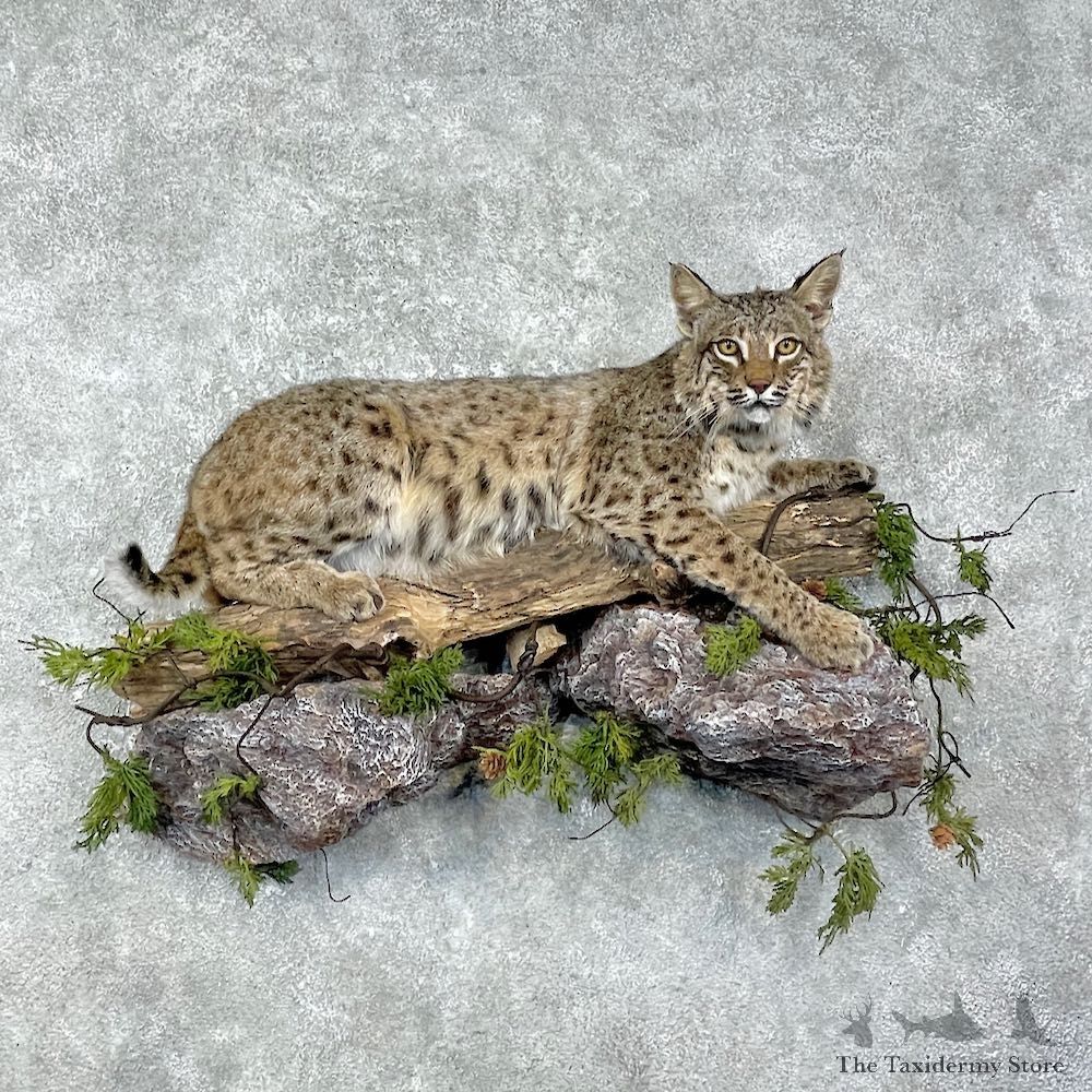 Bobcat Life-Size Mount For Sale #25923 @ The Taxidermy Store