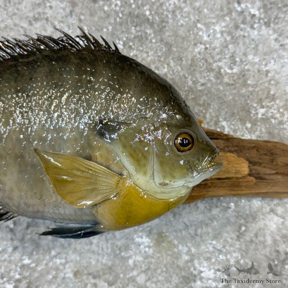Bluegill Fish Mount For Sale #29815 @ The Taxidermy Store