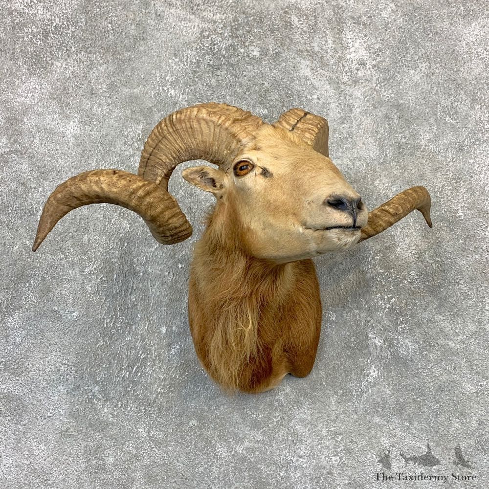 Corsican Ram Shoulder Mount For Sale #21615 @ The Taxidermy Store