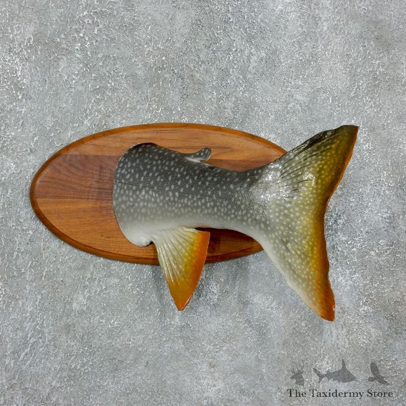 Captain's Classic Novelty Lake Trout Taxidermy Mount For Sale #17955 @ The Taxidermy Store