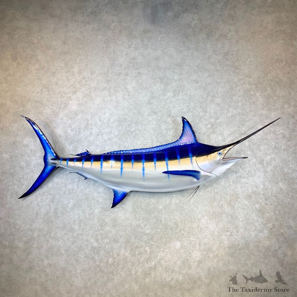Blue Marlin Fish Mount For Sale #23271 @ The Taxidermy Store