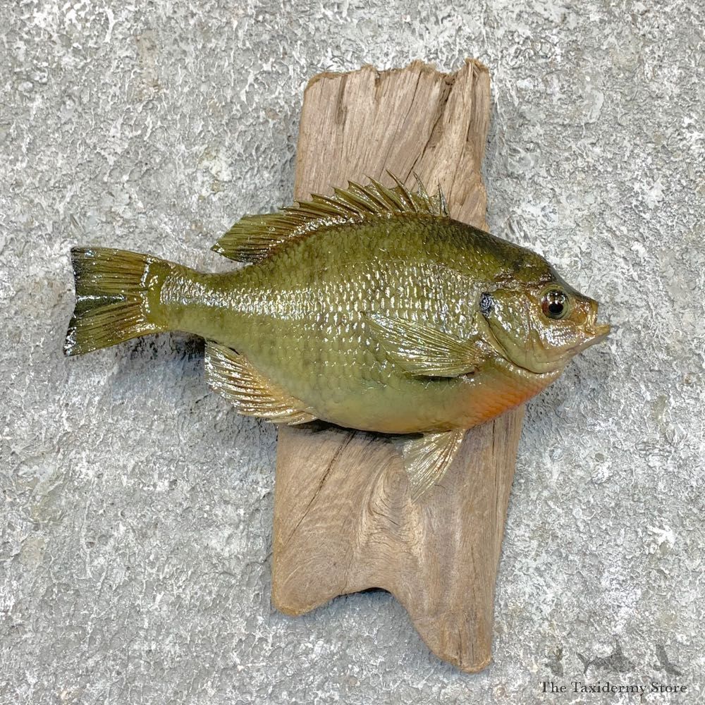 Bluegill Taxidermy Fish Mount #23620 For Sale @ The Taxidermy Store
