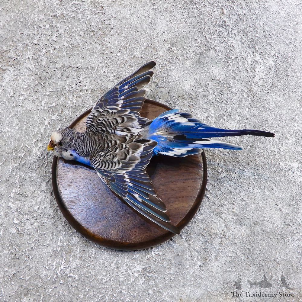 Parakeet Bird Mount For Sale #18581 @ The Taxidermy Store