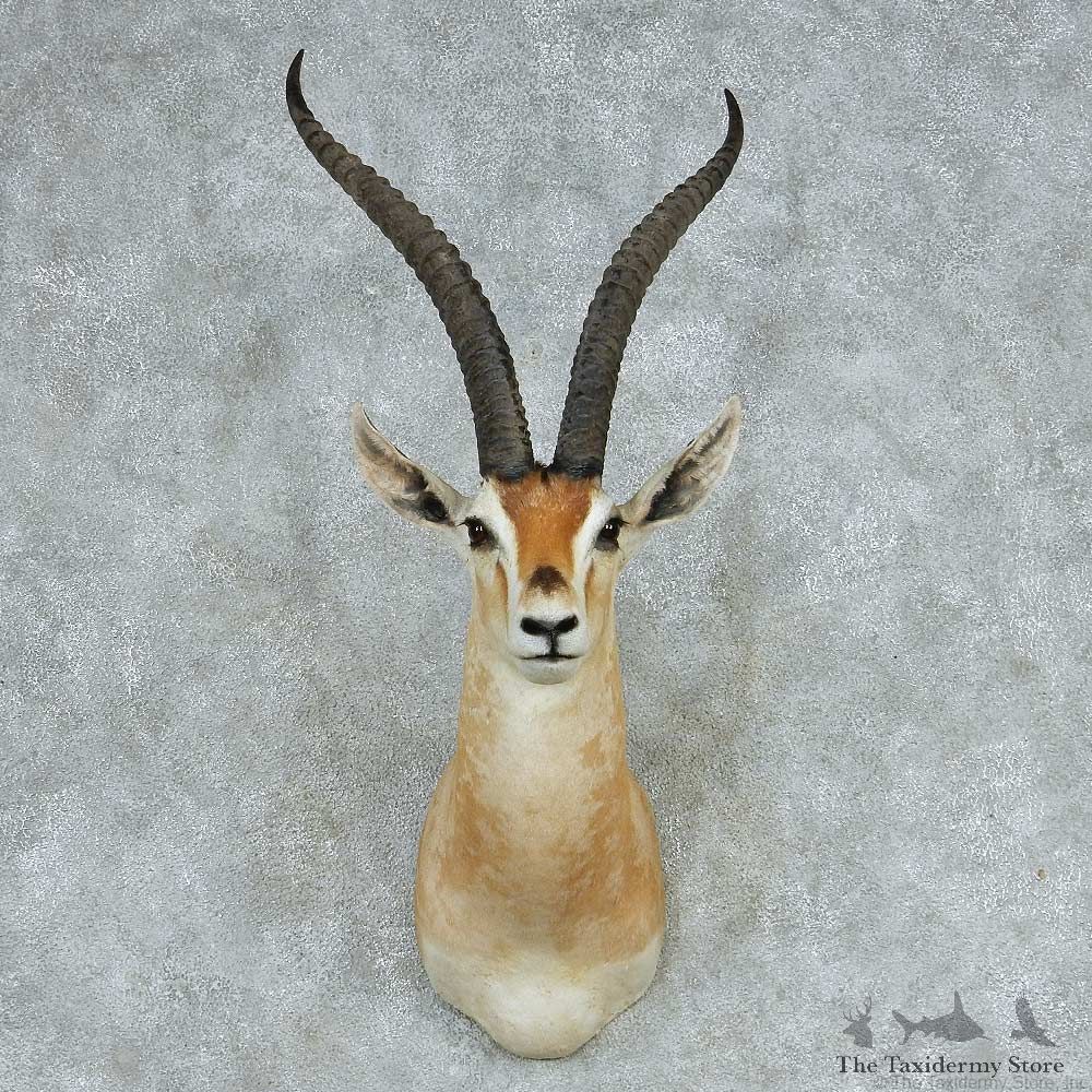 Grant’s Gazelle Shoulder Mount #13711 For Sale @ The Taxidermy Store