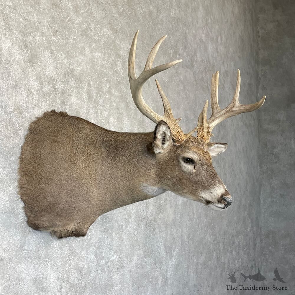 Whitetail Deer Shoulder Mount For Sale #28163 - The Taxidermy Store