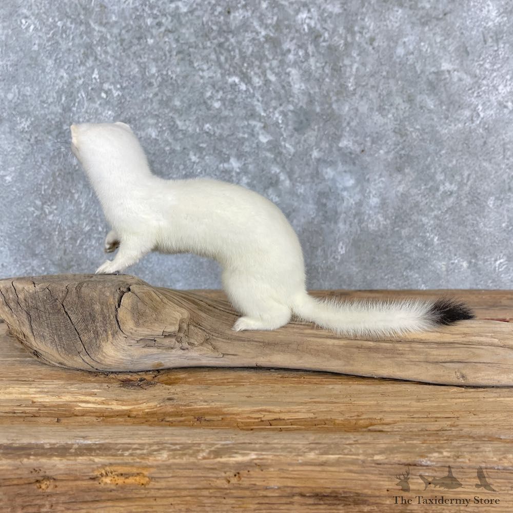 Ermine Life-Size Mount For Sale #27185 @ The Taxidermy Store