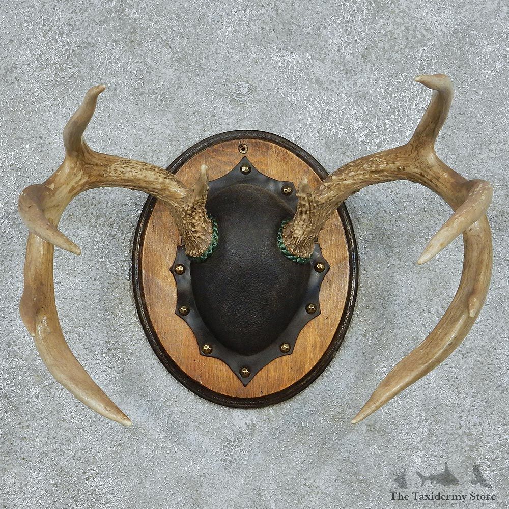 Whitetail Deer Antlers Plaque Taxidermy Mount #13105 For Sale @ The Taxidermy Store
