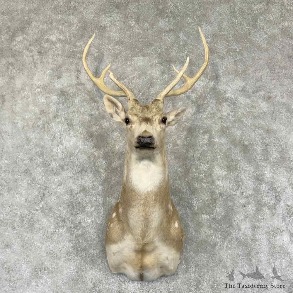 Axis Deer Shoulder Mount For Sale #31544 @ The Taxidermy Store