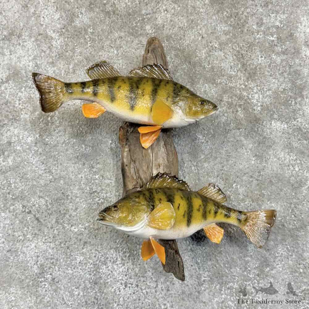 Yellow Perch Pair Fish Mount For Sale #30776 @ The Taxidermy Store