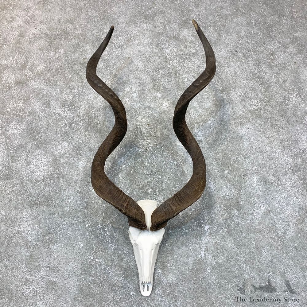 Greater Kudu Skull European Mount For Sale #23720 @ The Taxidermy Store