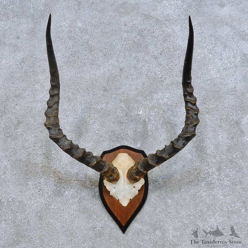 African Impala Skull Cap & Horns European Mount For Sale #14623 @ The Taxidermy Store