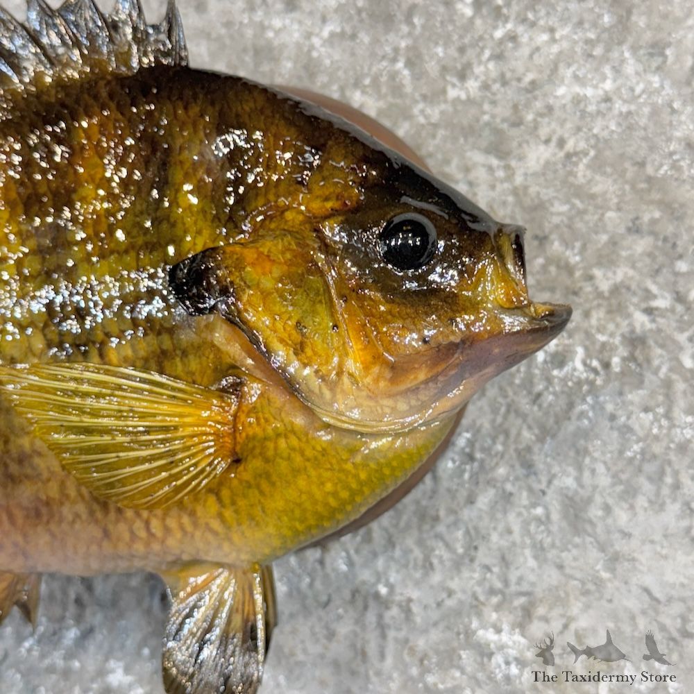 Bluegill Fish Mount For Sale #29918 @ The Taxidermy Store