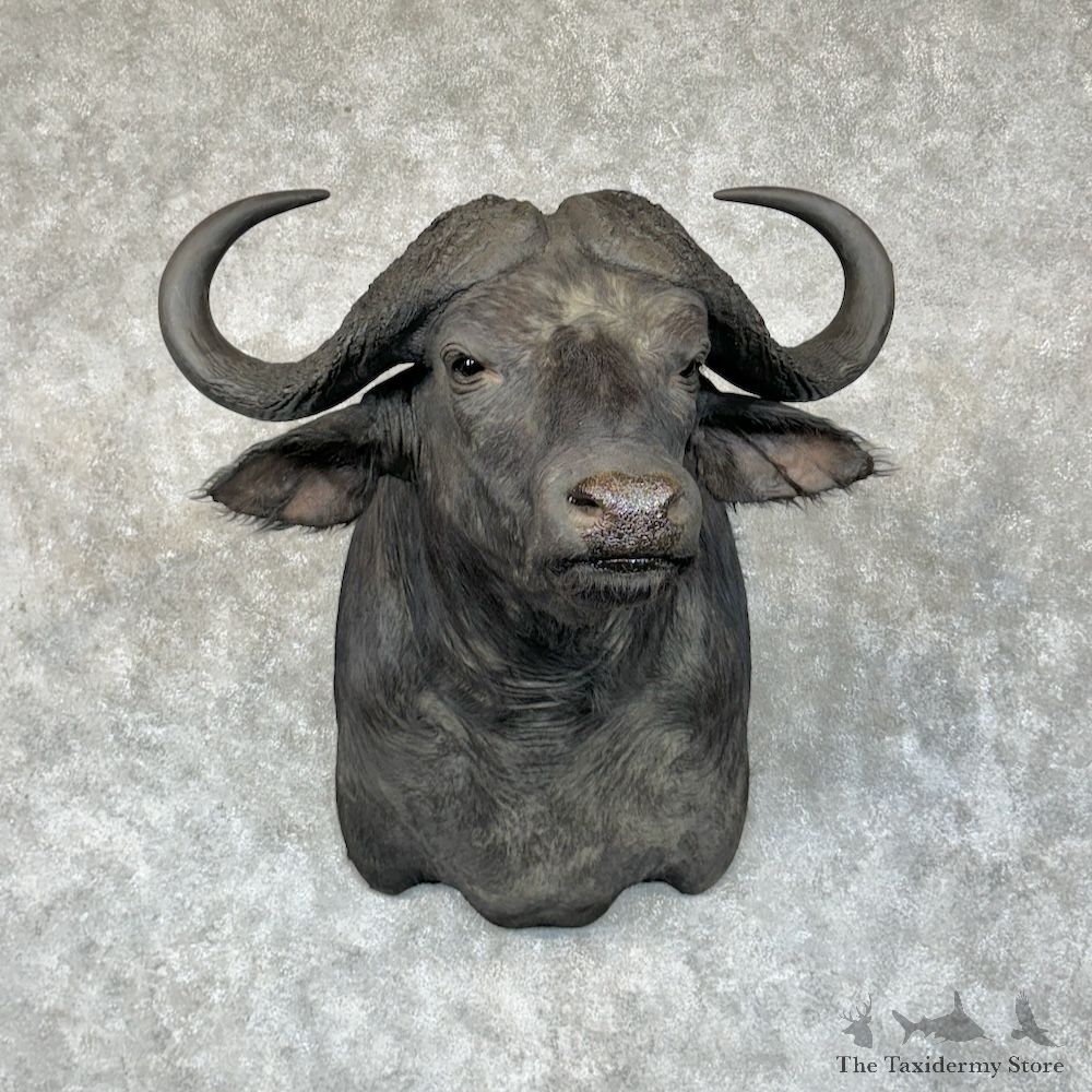 African Cape Buffalo Shoulder Mount For Sale #29605 @ The Taxidermy Store