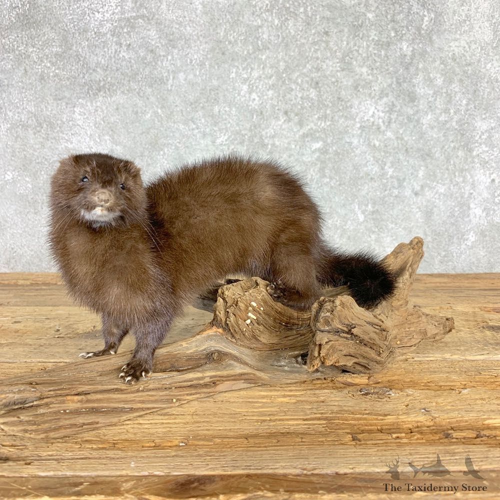 Mink Life-Size Taxidermy Mount For Sale #21693 @ The Taxidermy Store